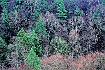 Tree Covered Ravine Hillside